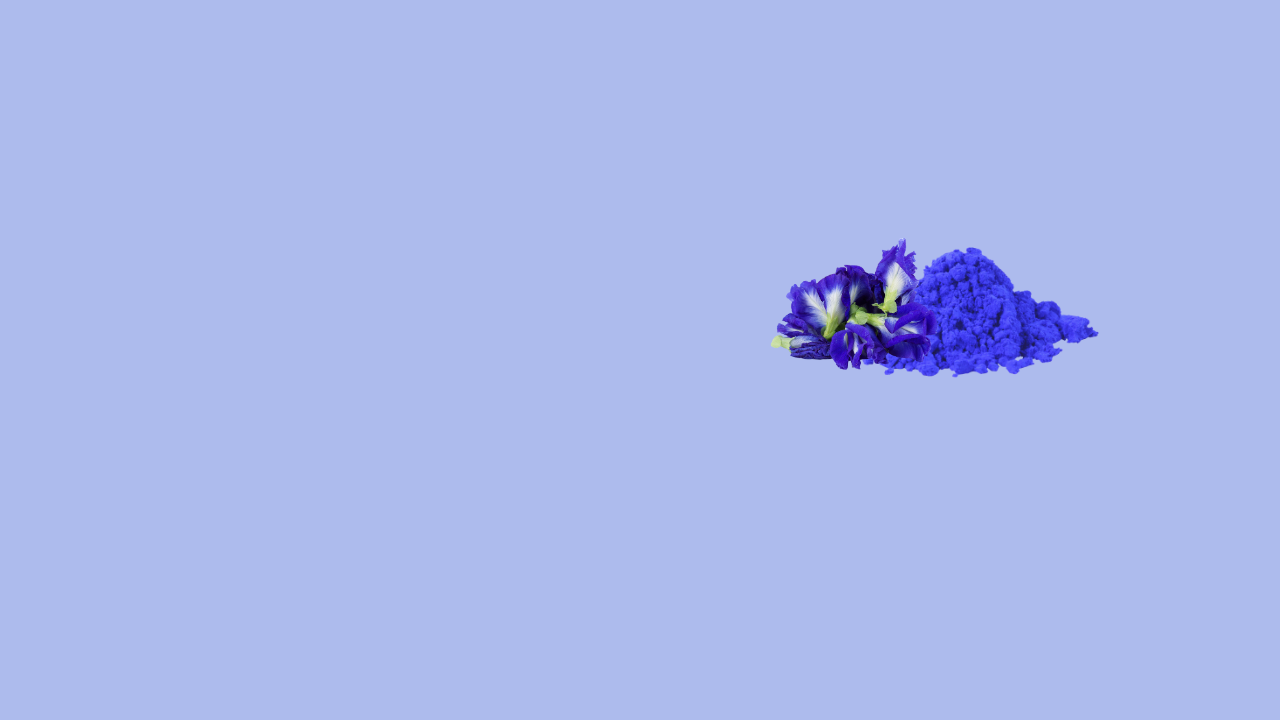 BUTTERFLY PEA FLOWER