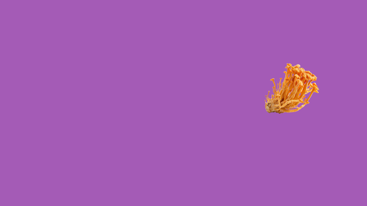 CORDYCEPS