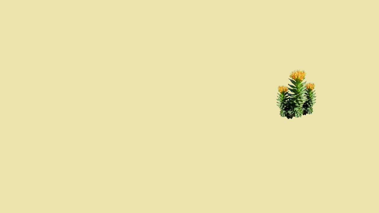 RHODIOLA