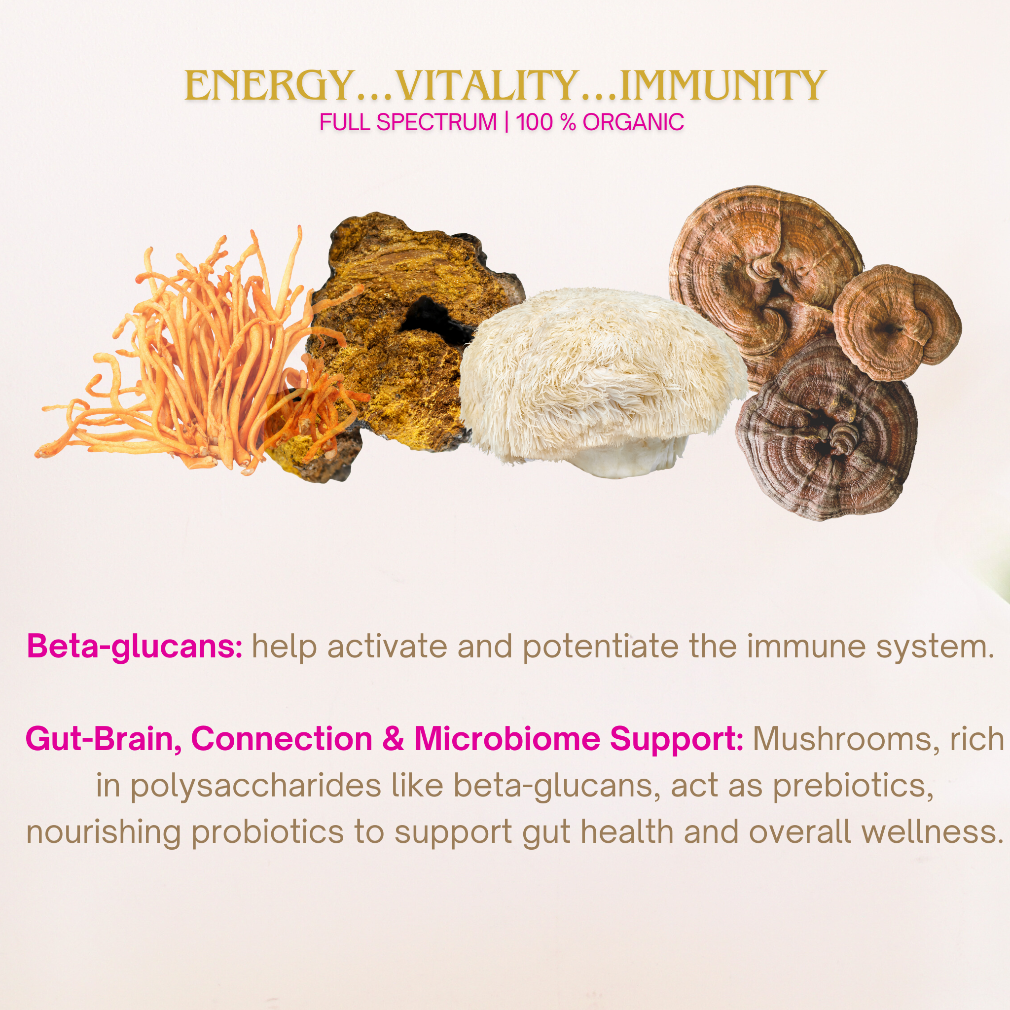 Organic Mushroom Powder Bundle | Chaga, Reishi, Cordyceps, & Lion's Mane Superfoods