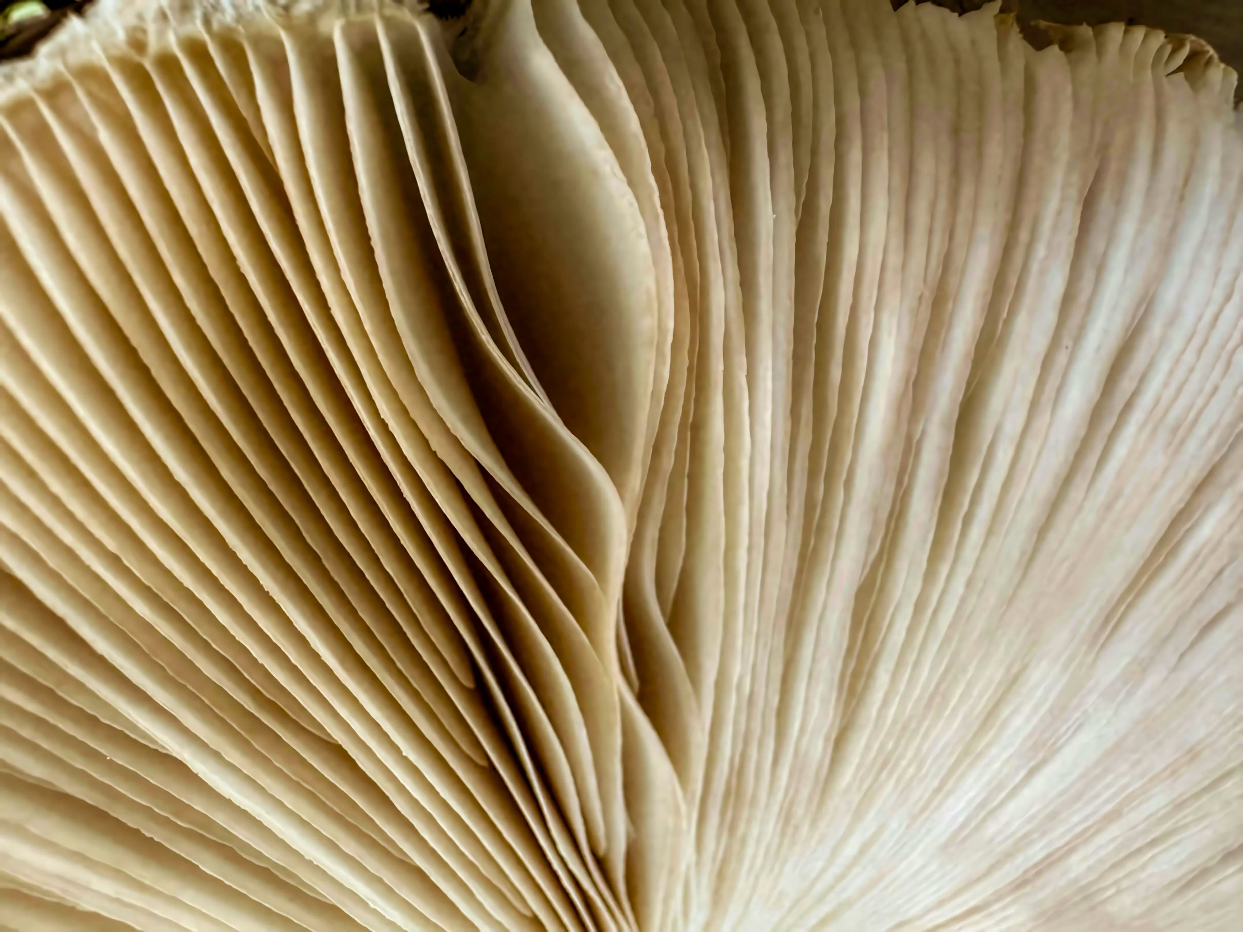 MUSHROOMS + ADAPTOGENS