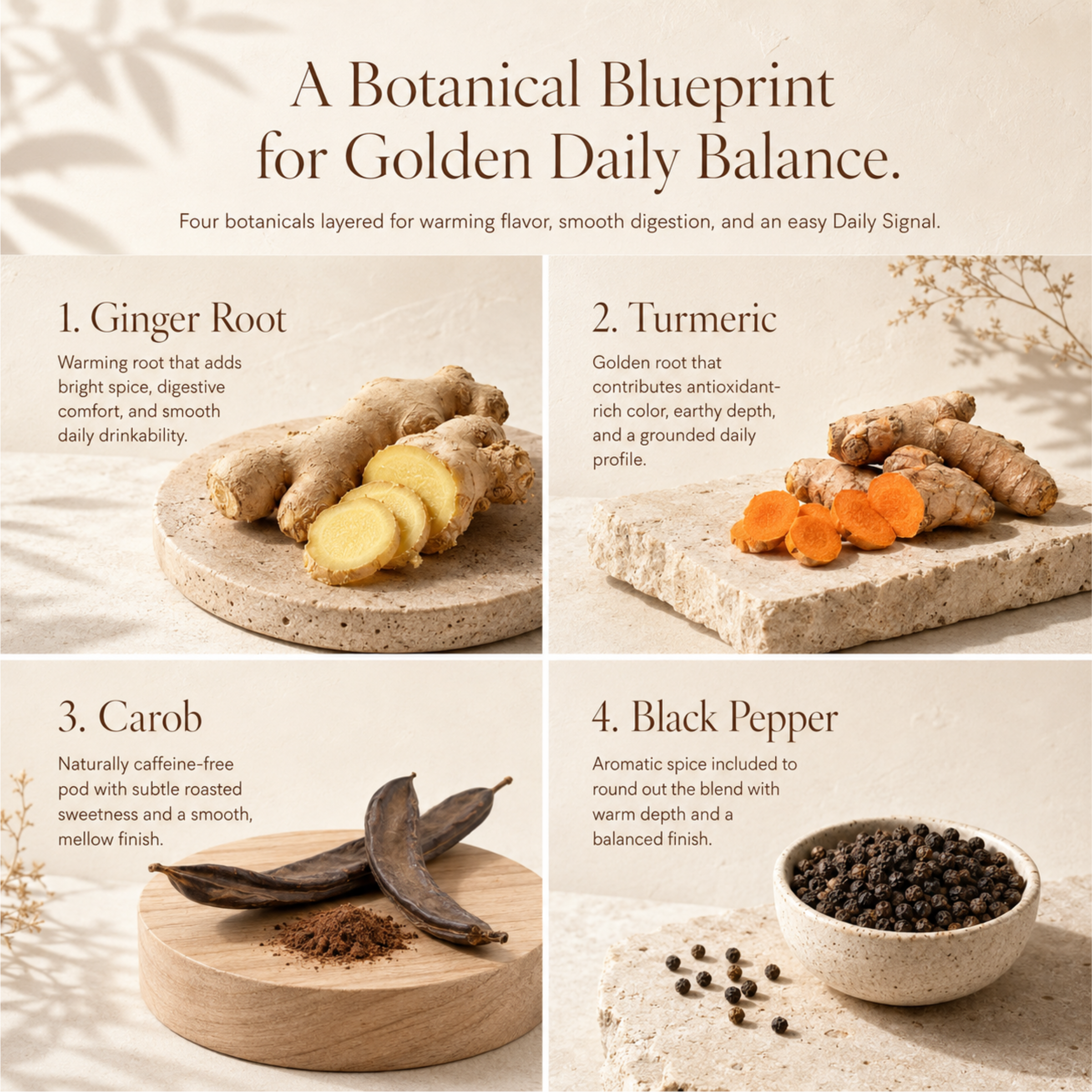 Eleven TLC Botanical Blueprint detailing four key synergistic ingredients for the Ginger Turmeric Golden Drink Mix: Ginger Root, Turmeric, Carob, and Black Pepper