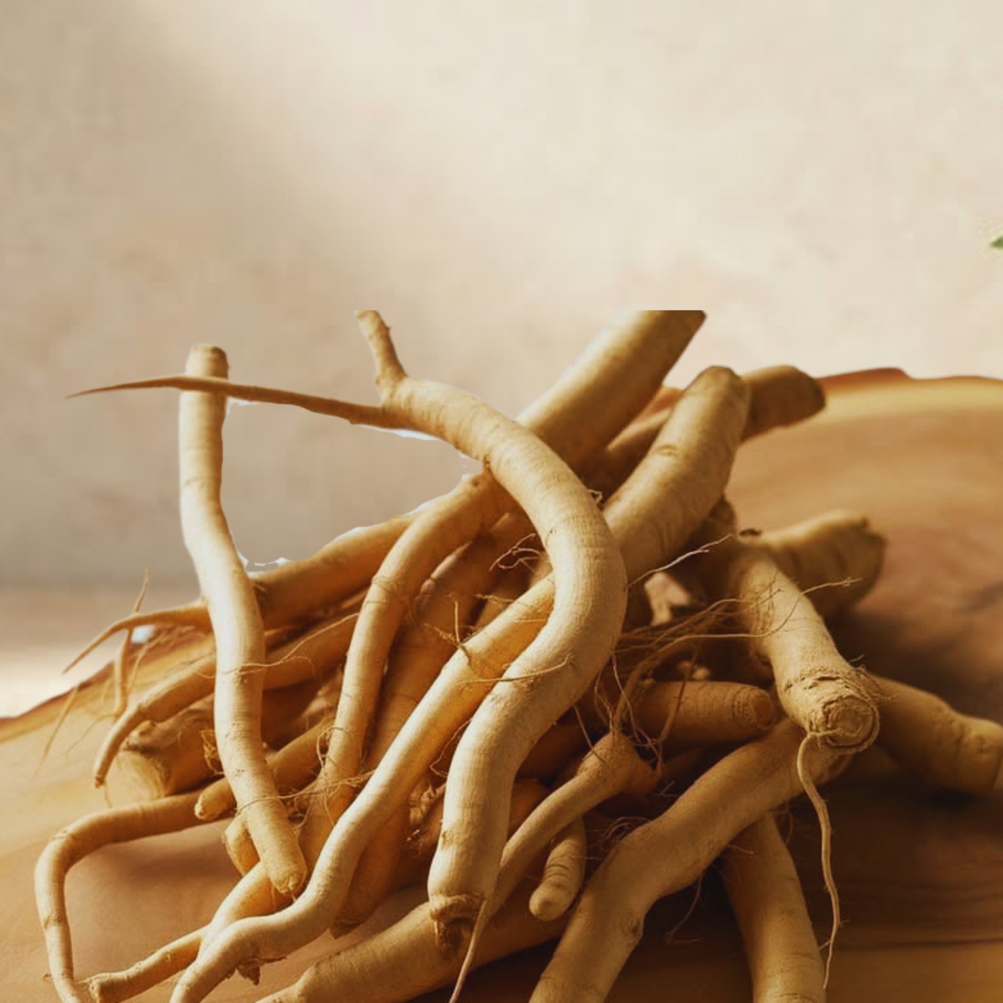 Adaptogen roots, Verdant Daily ingredient
