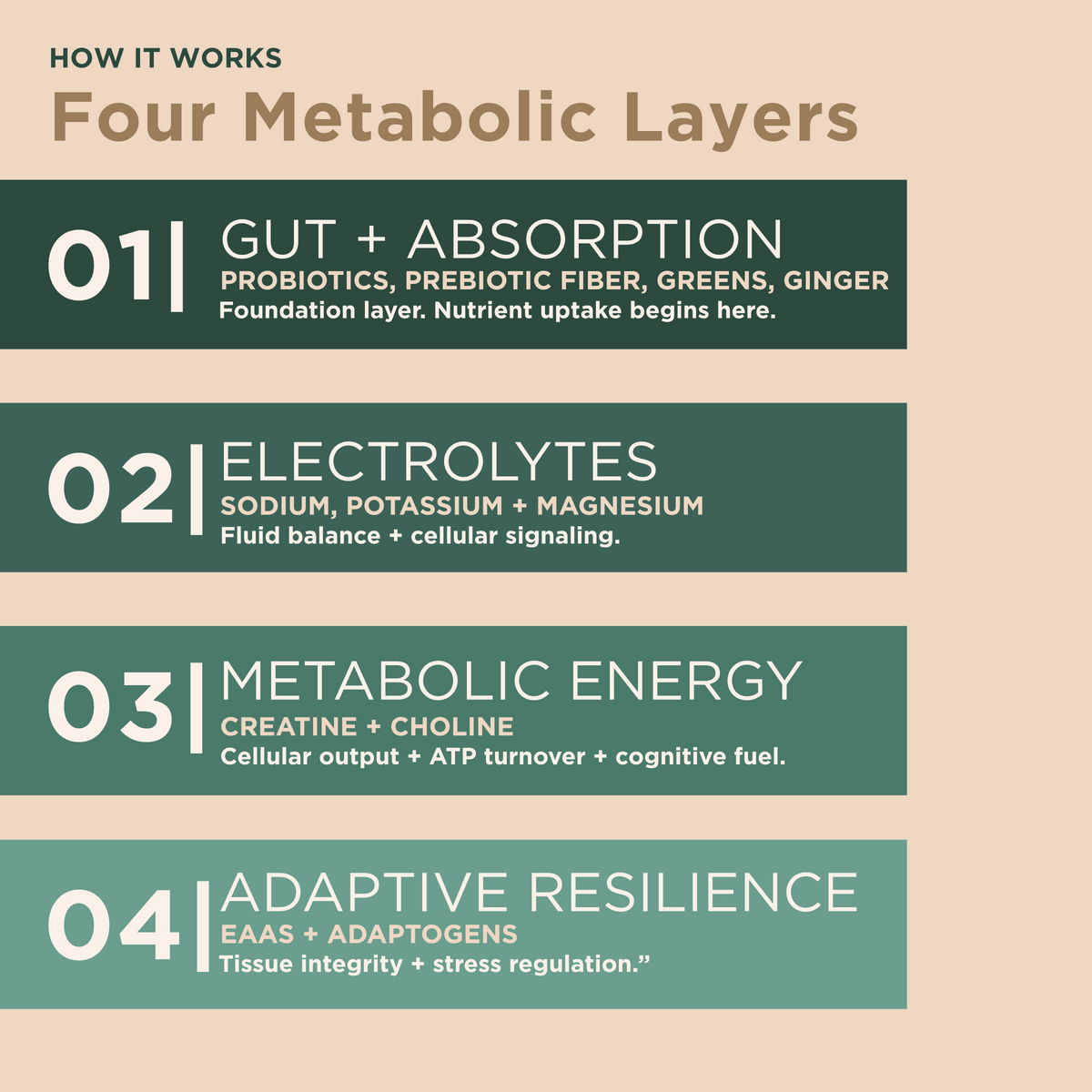 How Verdant Daily System works: four metabolic layers. 01 Gut + Absorption (probiotics, prebiotic fiber, greens, ginger), 02 Electrolytes (sodium, potassium, magnesium), 03 Metabolic Energy (creatine, choline), 04 Adaptive Resilience (EAAs, adaptogens), on a warm cream background.