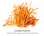 Cordyceps 500 mg (50 Capsules)